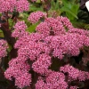 Rozchodnik 'Cloud Walker' – Sedum, Hylotelephium kwiat